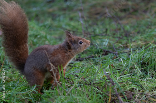 Red Squirrel, Sciurus vulgaris, on ground and in tree posing during a cold winters morning in scotland