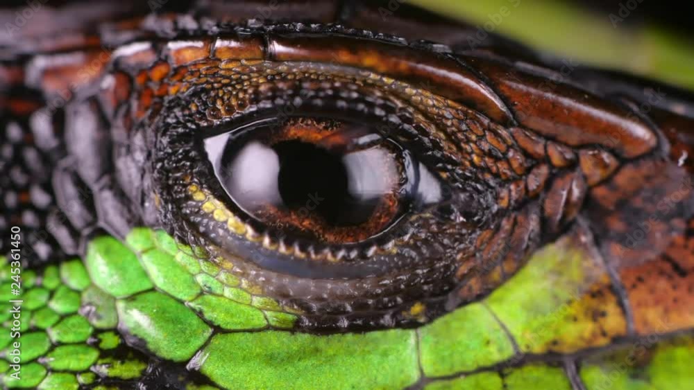 Forest Whiptail Lizard (Kentropyx pelviceps) blinking eye in slow ...