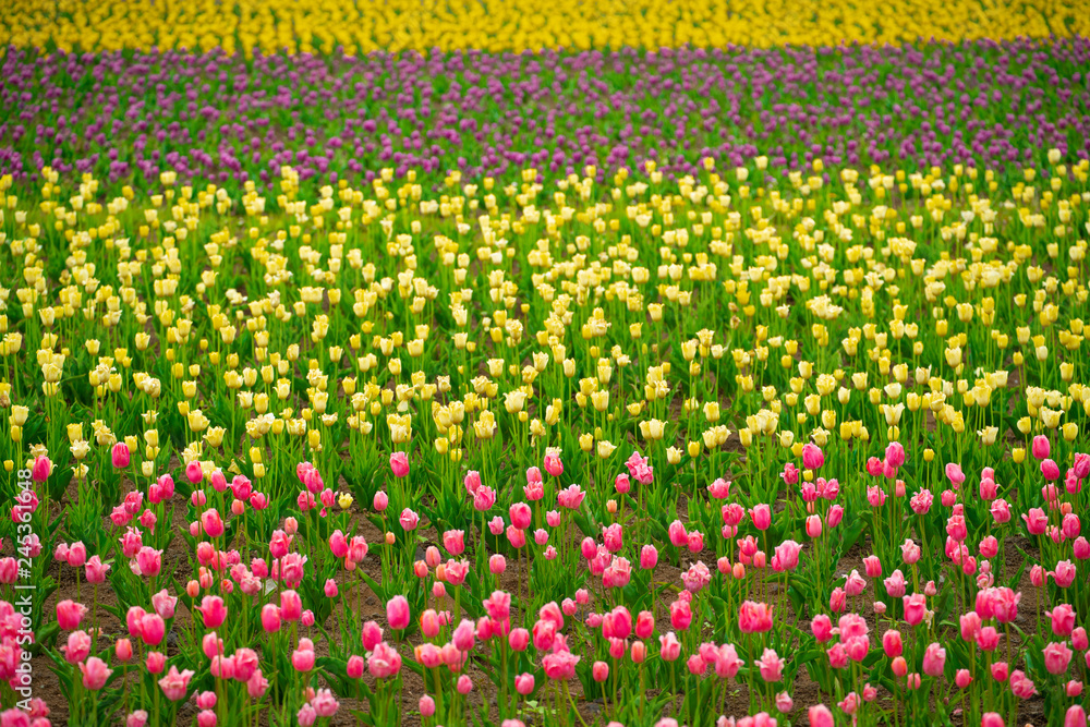 Colorful tulips field, outdoor place , nature field