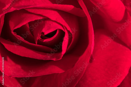 Fototapeta Naklejka Na Ścianę i Meble -  red rose closeup