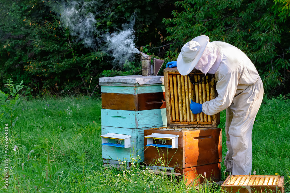 Beekeeper on apiary. Beekeeper is working with bees and beehives on the apiary. Apiculture concept. Beekeeper on apiary. Beekeeper is working with bees and beehives on the apiary. Apiculture concept.