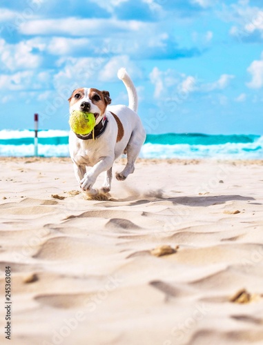 Fototapeta Naklejka Na Ścianę i Meble -  Adorable Jack Russell playing with a tennis ball on the beach. Pet, summer and doggy background