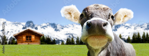 Kuh auf der Alm