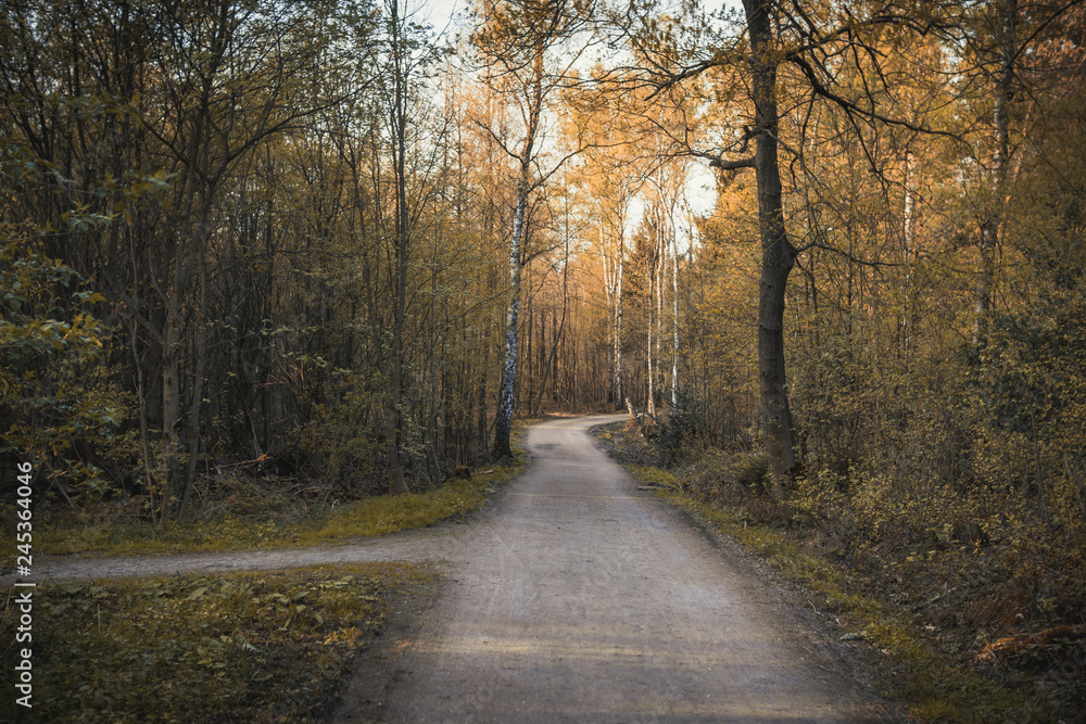 Waldweg bei Sonnenschein