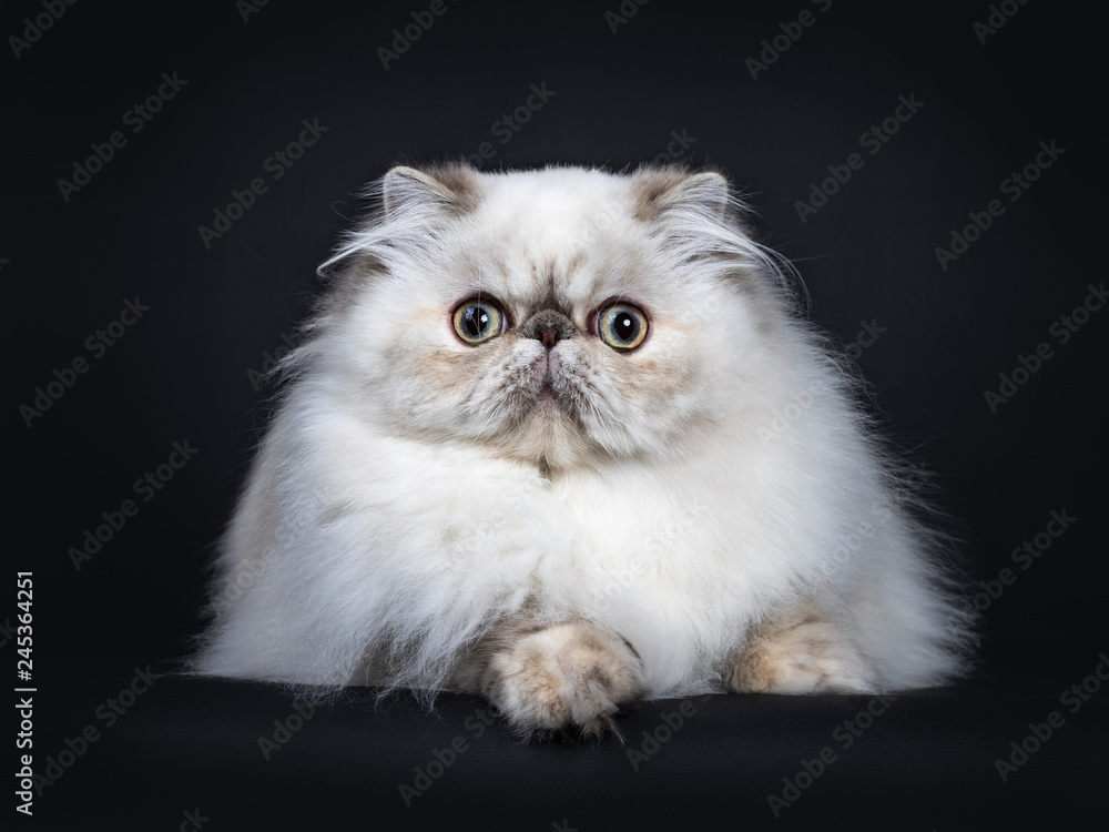 Cute fluffy tabby point Persian cat / kitten laying down facing front. Looking at camera with big round eyes. Isolated on black background.