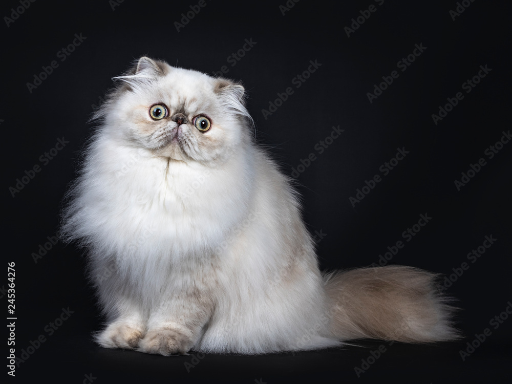 Cute fluffy tabby point Persian cat / kitten sitting side ways. Looking at camera with big round eyes. Isolated on black background. Tail behind body