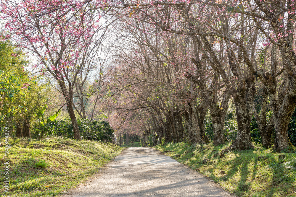 A straight road under Himalayan cheery tree tunnel, at Khun Wang, Doi innthanon, A straight road under Himalayan cheery tree tunnel, at Khun Wang, Doi innthanon,