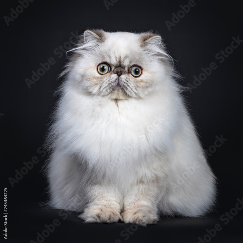 Cute fluffy tabby point Persian cat / kitten sitting facing front. Looking at camera with big round eyes. Isolated on black background
