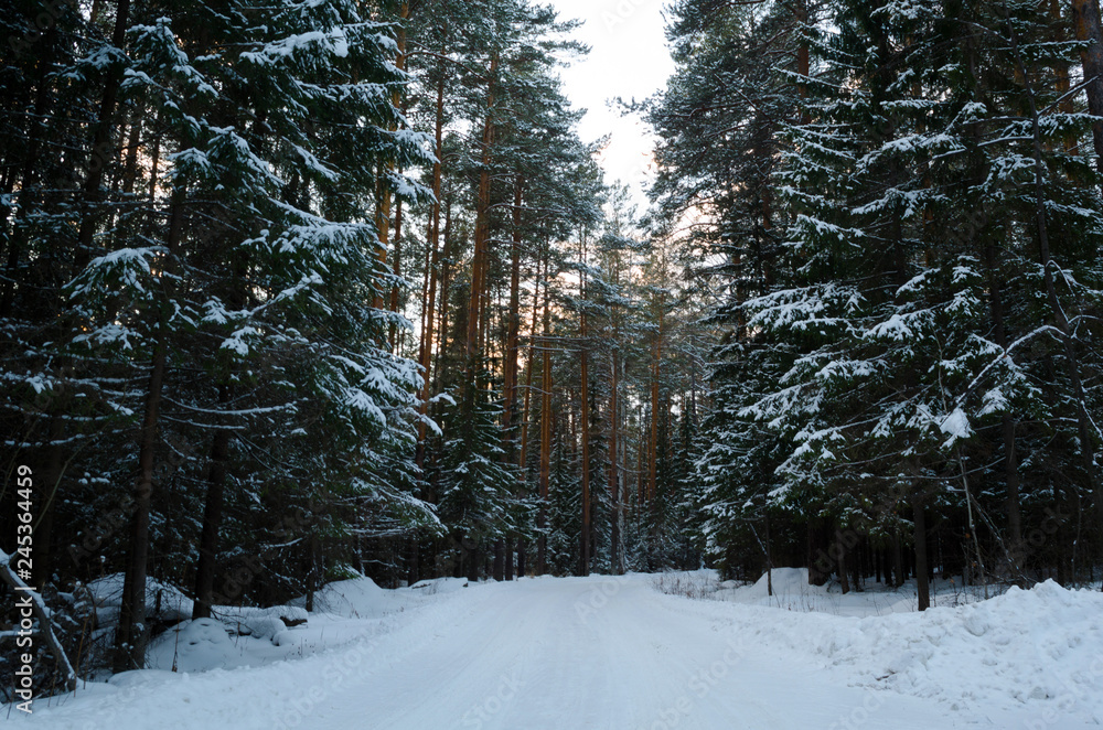 Fototapeta premium forest in winter