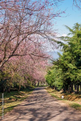 Pink Sakura Wild Himalayan cherry  trees forming a tunnel on a road