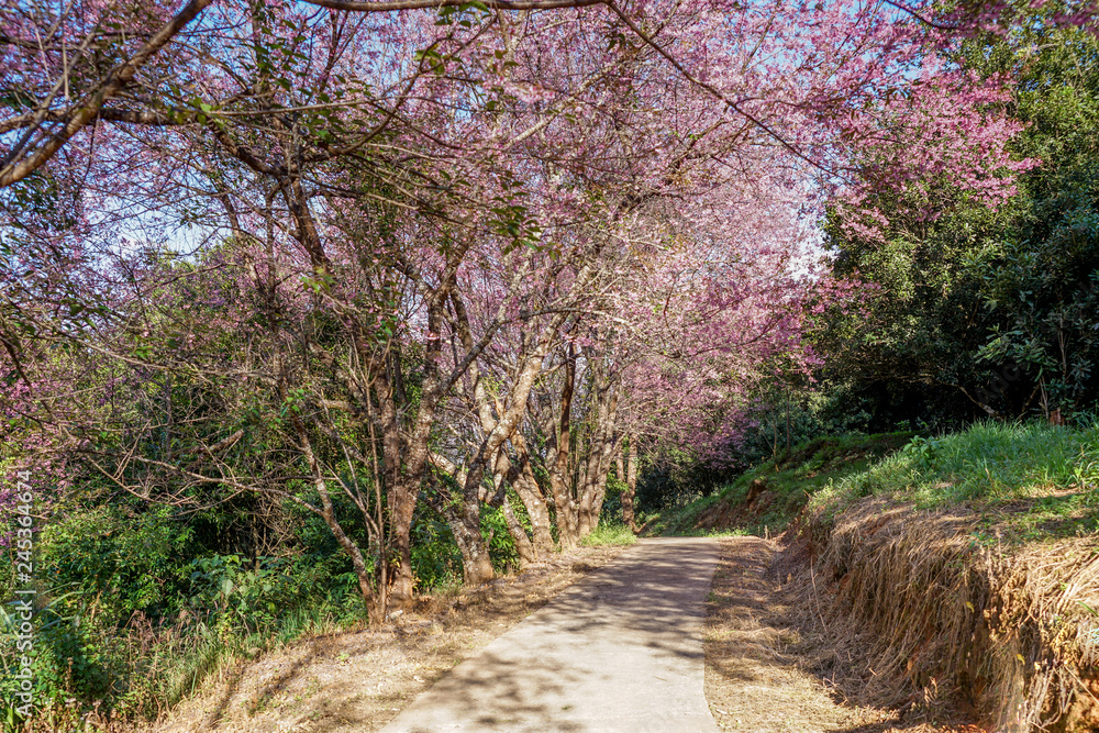 Pink Sakura(Wild Himalayan cherry) trees forming a tunnel on a road at Khunwang,Chiangmai, Thailand Pink Sakura(Wild Himalayan cherry) trees forming a tunnel on a road at Khunwang,Chiangmai, Thailand