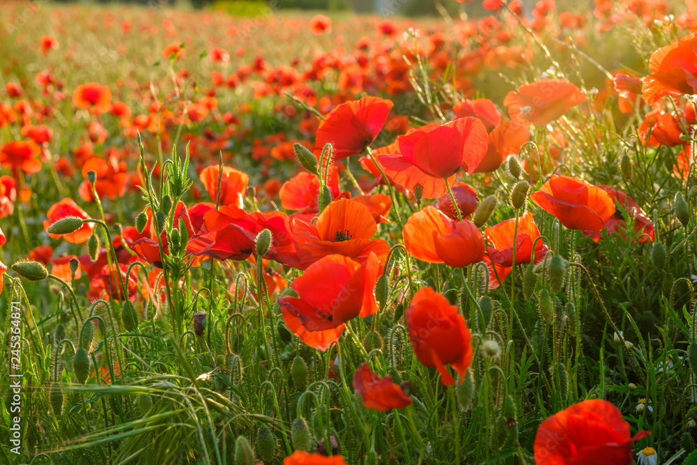 Champ de coquelicots, coucher de soleil. Provence, France.