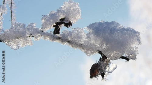 nature awakening after winter. Spring is coming in the countryside: blue sky, sunlight, snow melting on the ground and young green grass. Melting snow visible green young grass in the spring month und