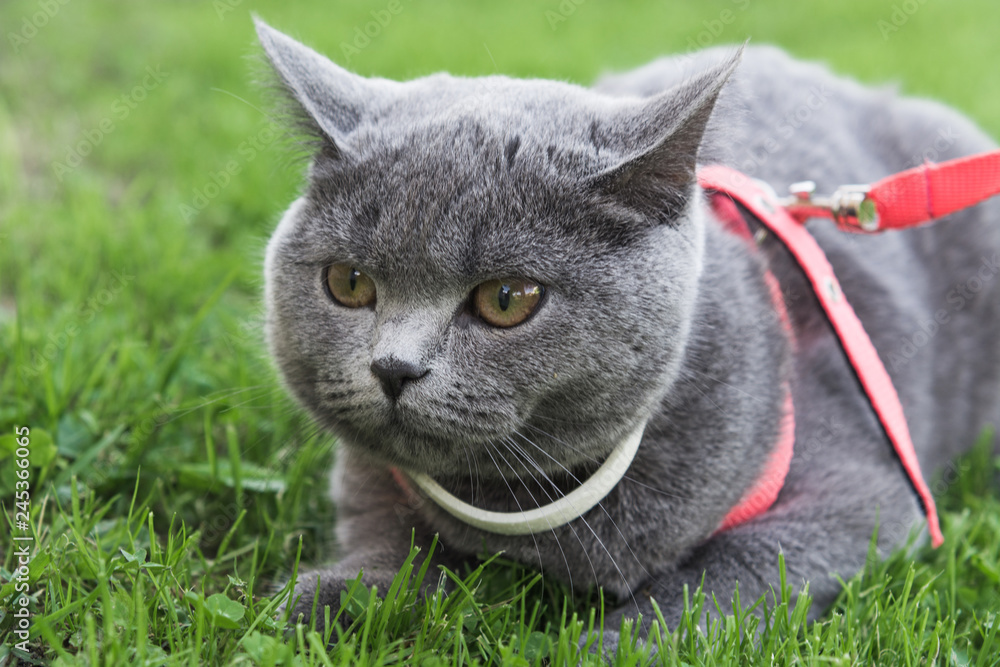 British short hair cat wearing white collar outdoors on grass.