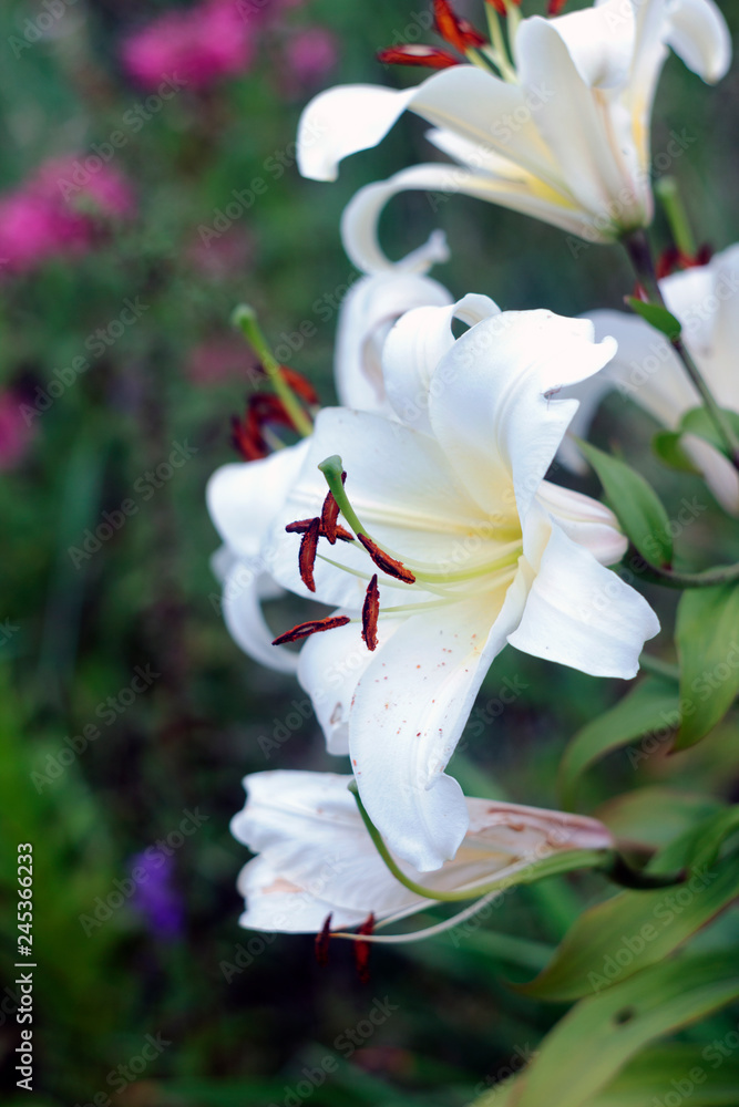 Fototapeta premium white lily flowers close-up