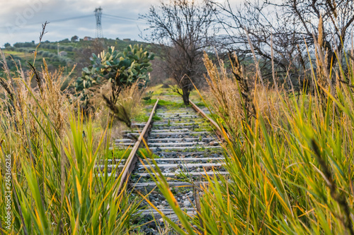 A railroad overgrown with green grass and yellow flowers Oxalis pes-caprae goat's-foot and Arundo donax giant cane and a tree without foliage photo