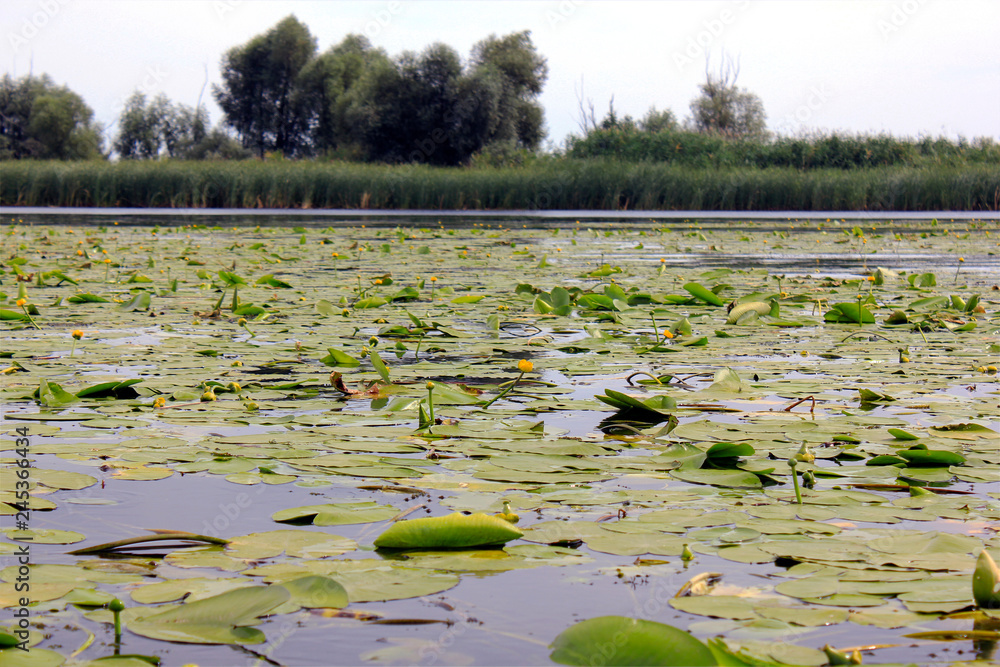 thickets of a yellow water lily on a river in summer thickets of a yellow water lily on a river in summer