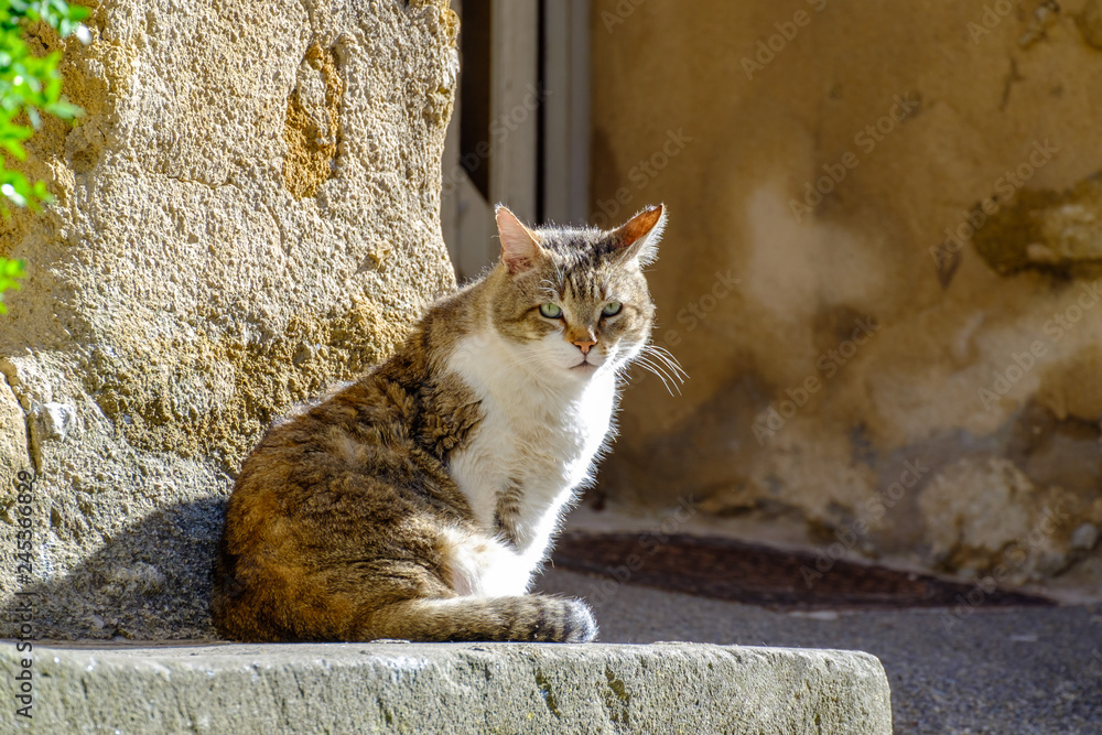 Chat tigré avec des taches blanches assis dans la rue. Chat tigré avec des taches blanches assis dans la rue.