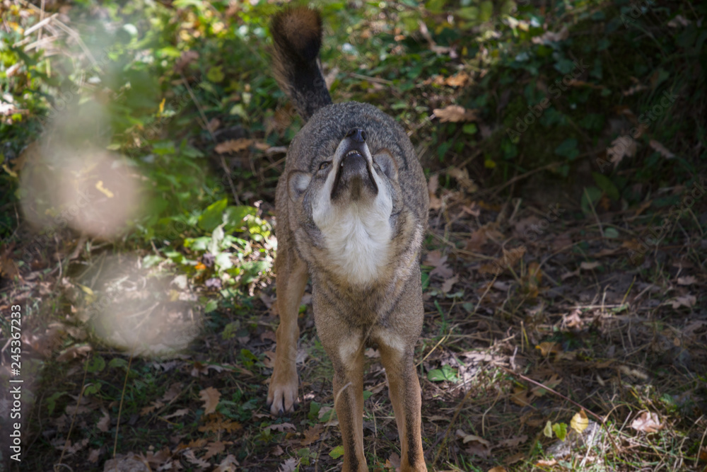 Obraz premium parco nazionale d'abruzzo