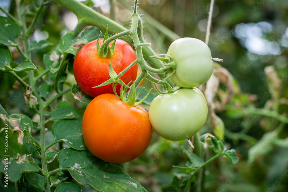 Beautiful tomatoes grown in a greenhouse.