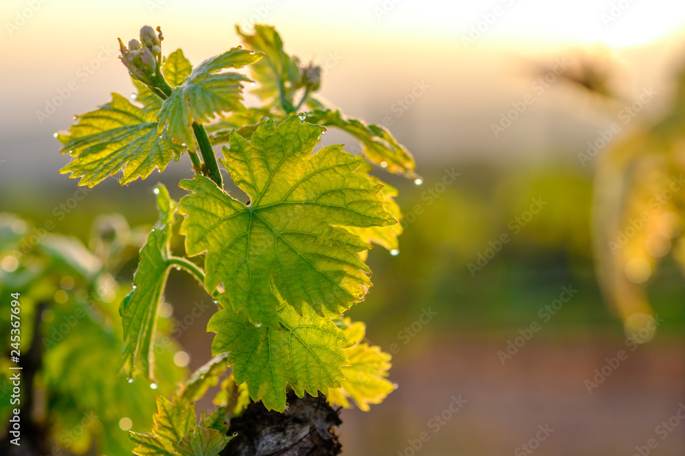 Branche de vigne au printemps gros plan. Lever de soleil.