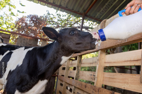 Newborn calf being bottle fed
