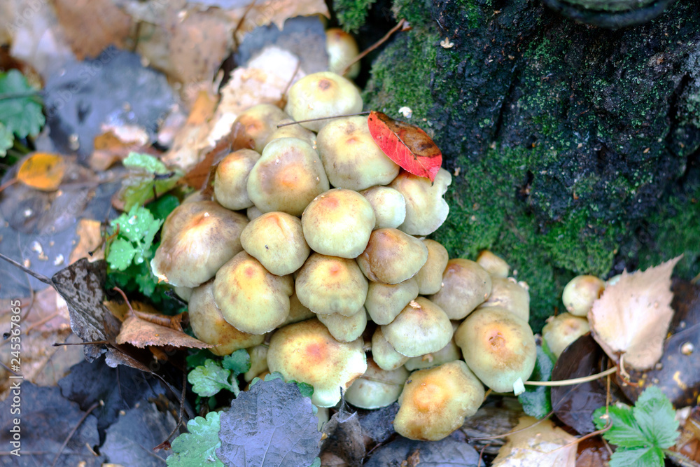 false mushrooms on hemp in the autumn forest false mushrooms on hemp in the autumn forest