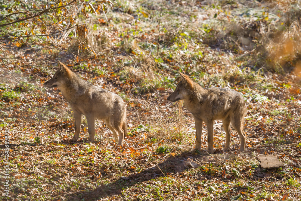 Fototapeta premium parco nazionale d'abruzzo