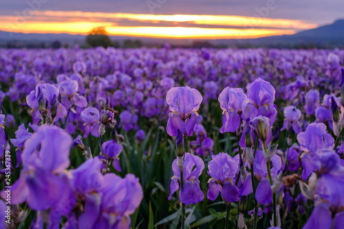 Champ d'iris pallida en Provence, France.	Gros plan, lever de soleil.	 photo