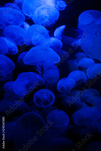 Moon Jellyfish in Aquarium with Blue Light © ead72