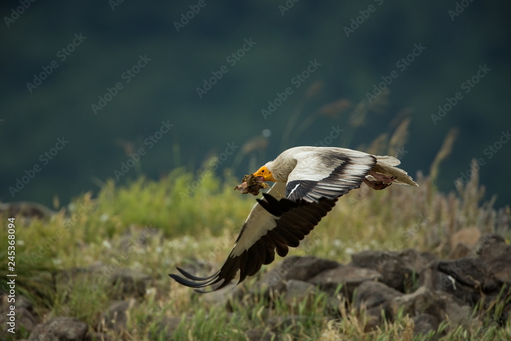 Obraz premium Neophron percnopterus. The wild nature of Bulgaria. Free nature. A beautiful picture of nature. Rhodopes. Big bird. Mountains in Bulgaria. European wildlife. Madzarovo. River Arda. Bush. Bulgaria.