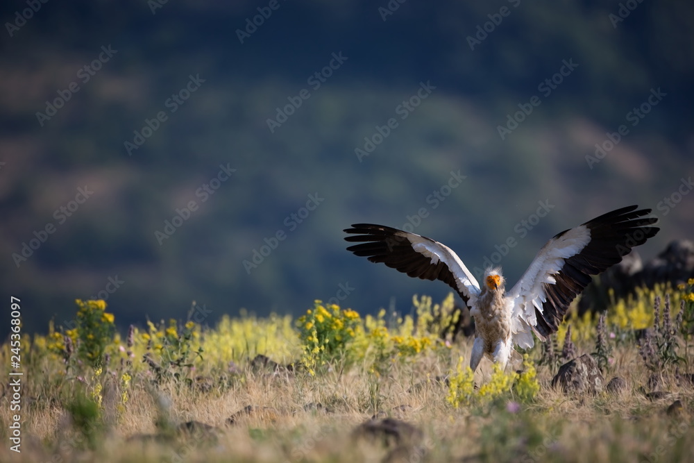 Fototapeta premium Neophron percnopterus. The wild nature of Bulgaria. Free nature. A beautiful picture of nature. Rhodopes. Big bird. Mountains in Bulgaria. European wildlife. Madzarovo. River Arda. Bush. Bulgaria.