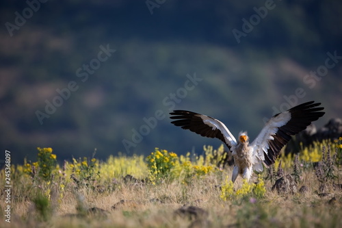 Neophron percnopterus. The wild nature of Bulgaria. Free nature. A beautiful picture of nature. Rhodopes. Big bird. Mountains in Bulgaria. European wildlife. Madzarovo. River Arda. Bush. Bulgaria. photo