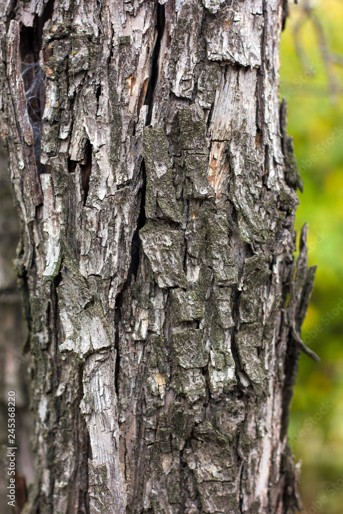trunk of a tree with old cracked bark trunk of a tree with old cracked bark