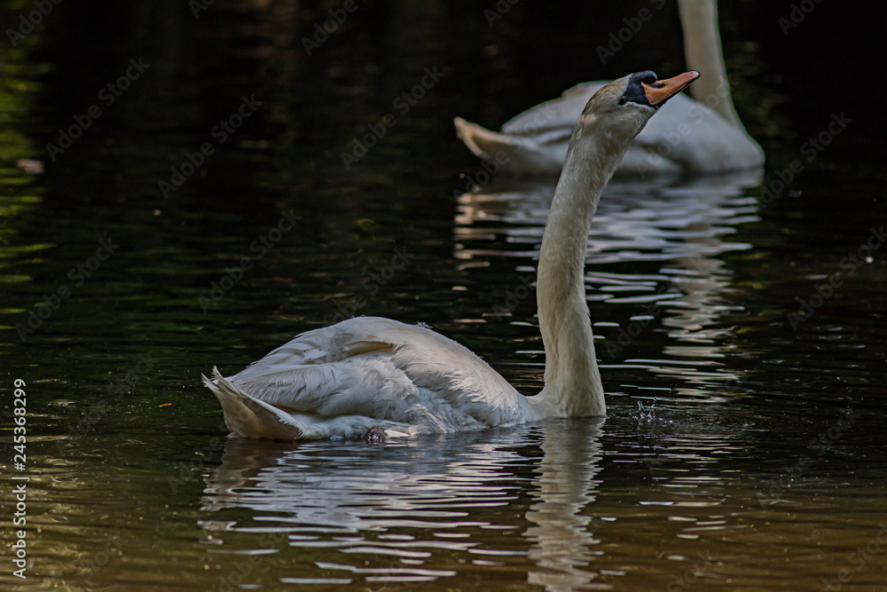 Swans among us Swans among us