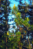 Pine branch with cones
