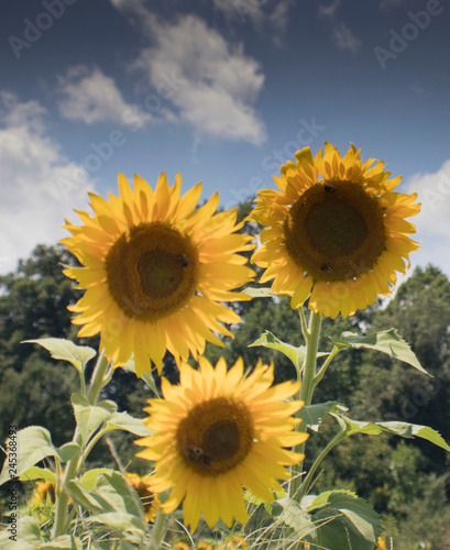 emersed in sunflowers