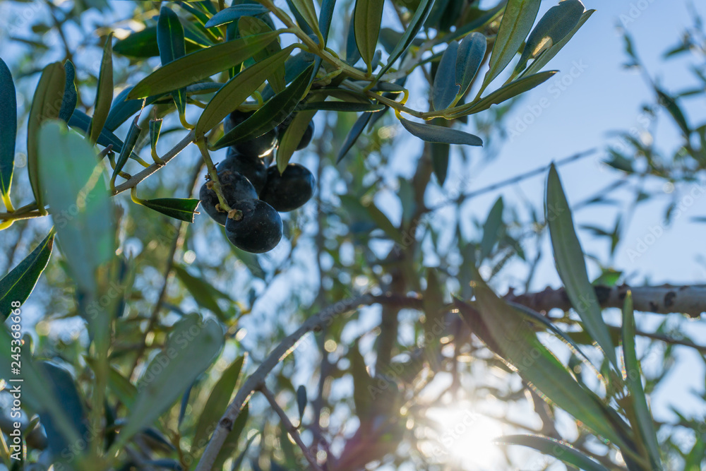 Bunch of olives prepared for collection Bunch of olives prepared for collection