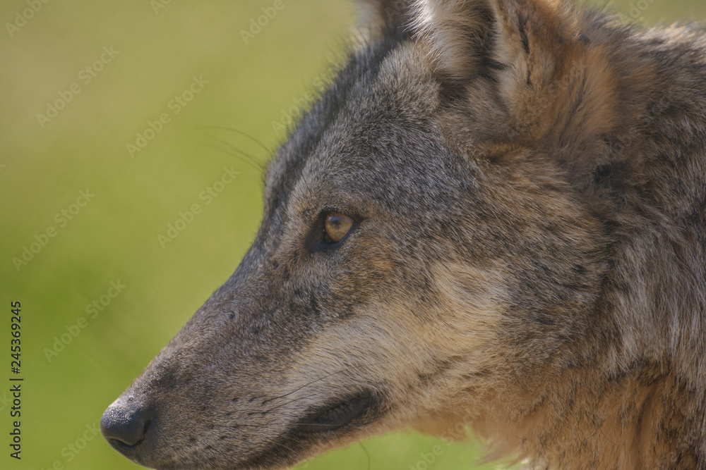 Fototapeta premium parco nazionale d'abruzzo
