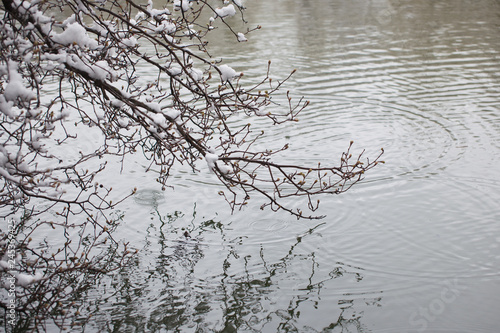 Fototapeta Naklejka Na Ścianę i Meble -  Branch Over Water With Snow