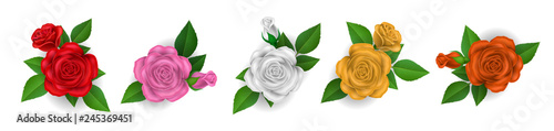 Collection of colorful rose flowers with green leaf, including red, pink, white and yellow rose. Vector illustration for nature design, Valentine's day and romantic gift 
