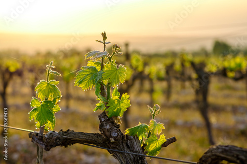 Branche de vigne au printemps gros plan. Lever de soleil.	