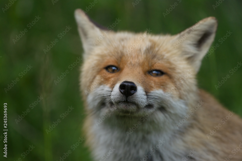 Fototapeta premium parco nazionale d'abruzzo