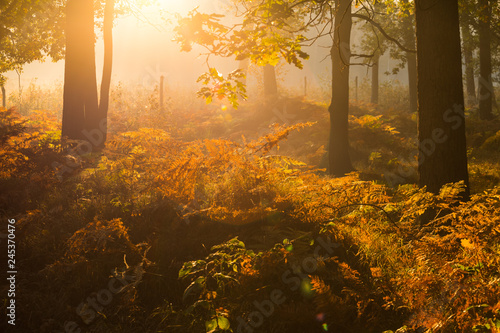 Piękny jesienny las o wschodzie słońca