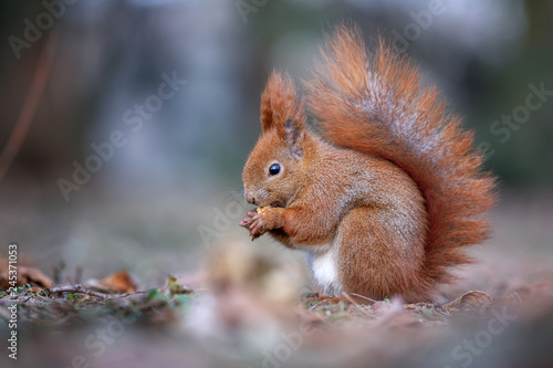Red squirrel eating - autumn winter fur