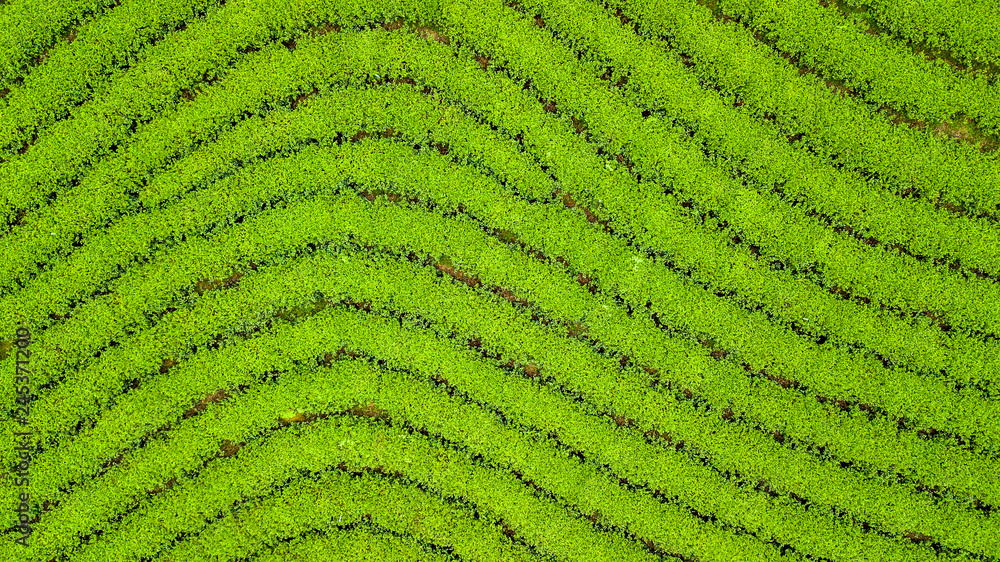 Green tea plantation, Aerial view green tea plantation at North of Thailand.