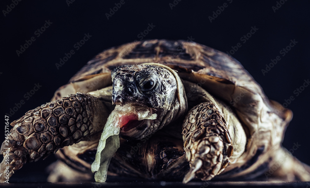 The land domestic turtle eats cabbage, photographed against a dark background in the studio. The land domestic turtle eats cabbage, photographed against a dark background in the studio.