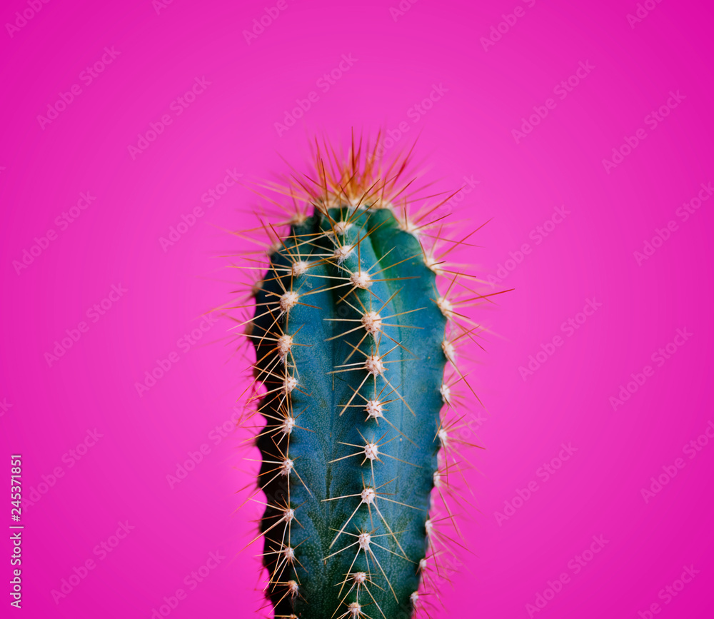 Naklejka premium Trendy neon cactus closeup over bright pink pastel background. Colorful summer trendy creative concept.