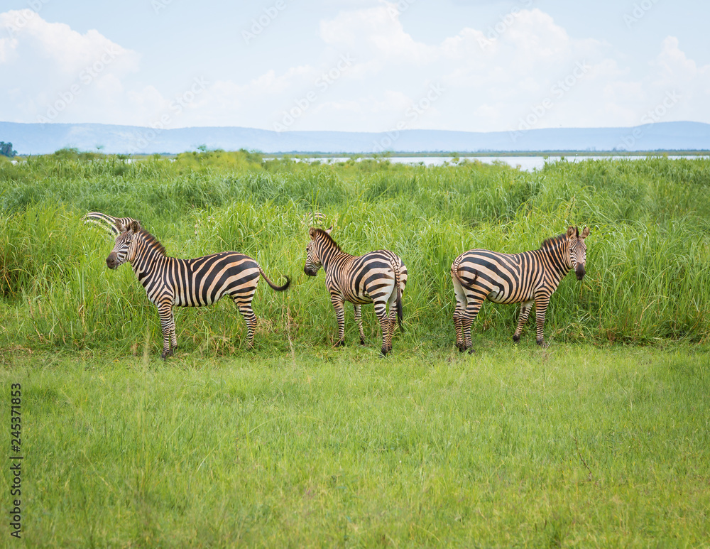 Fototapeta premium Plain Zebras