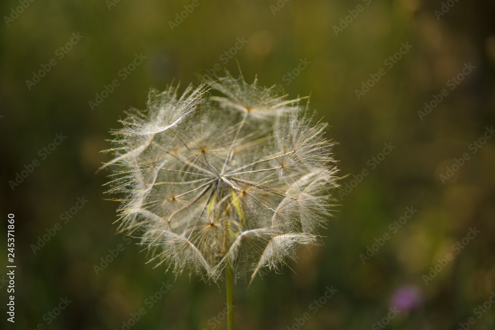 Fototapeta premium parco nazionale d'abruzzo
